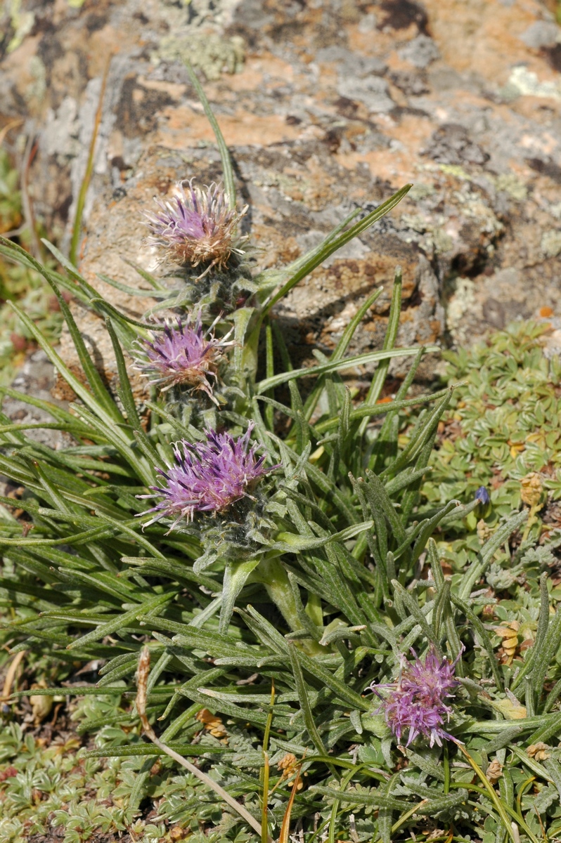 Image of Saussurea leucophylla specimen.