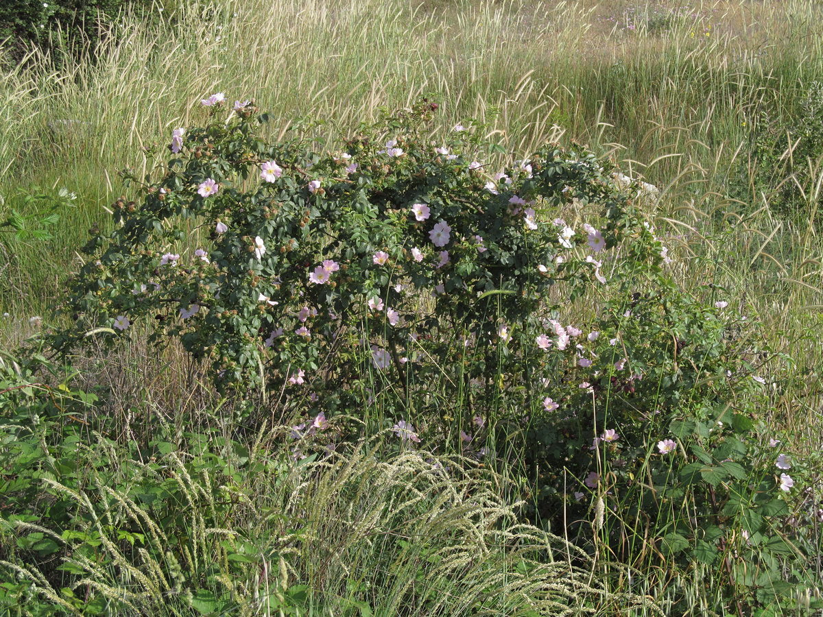 Image of Rosa andegavensis specimen.