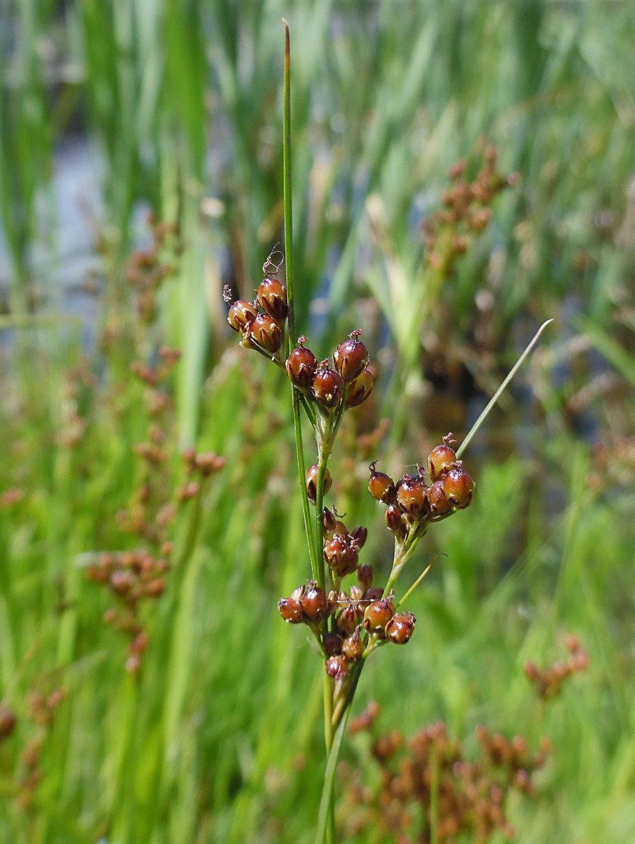 Image of Juncus compressus specimen.