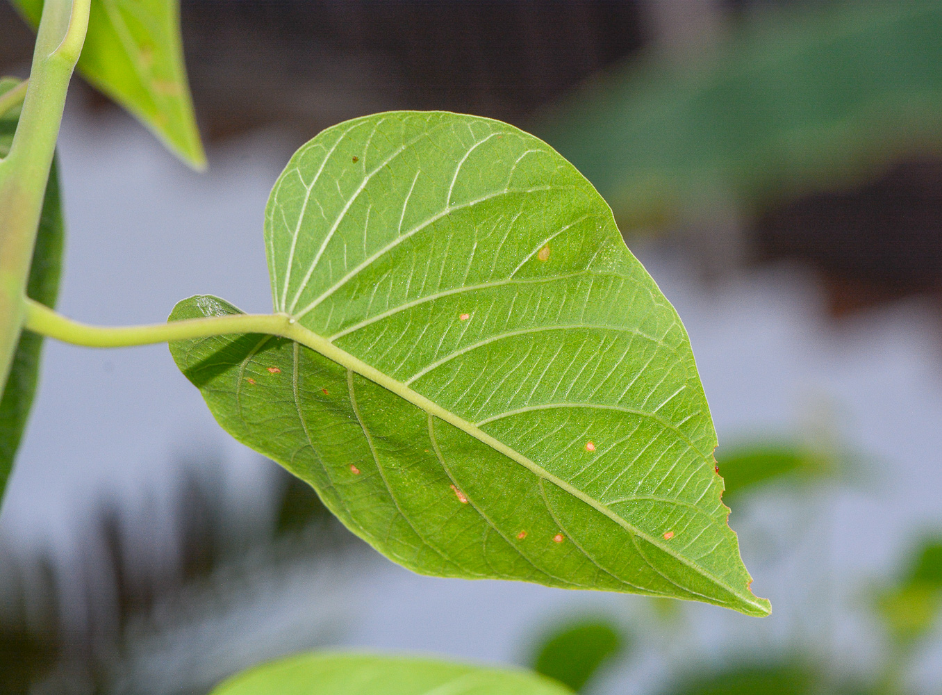 Изображение особи семейство Convolvulaceae.