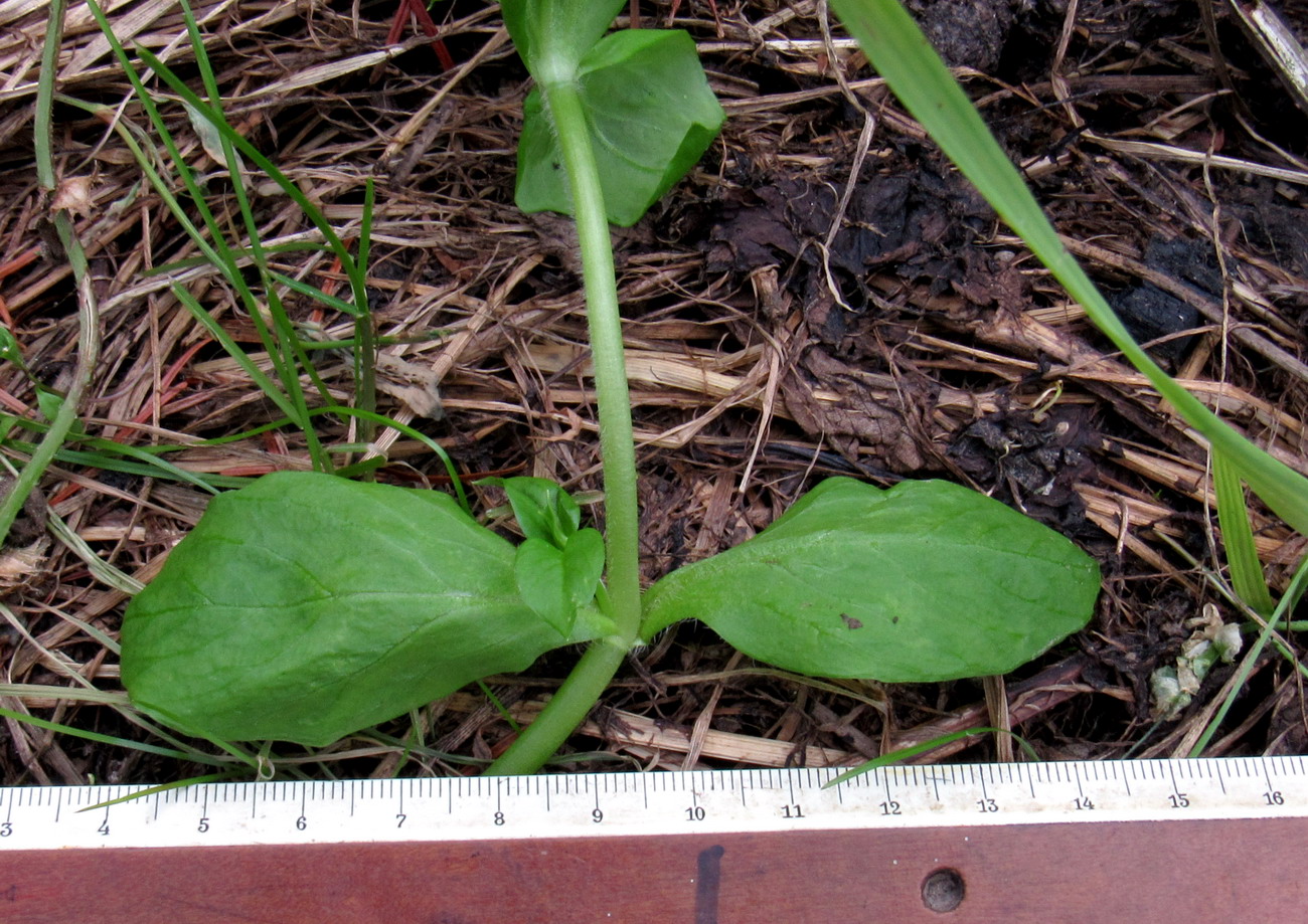 Image of Stellaria media specimen.