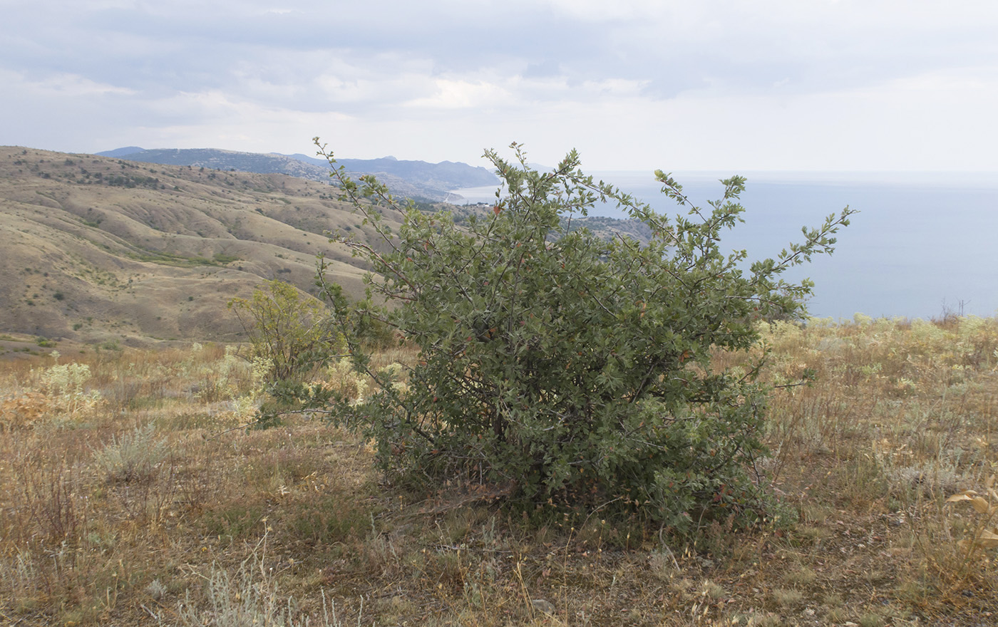 Изображение особи Crataegus orientalis.