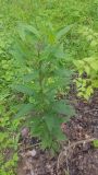 Vernonia arkansana