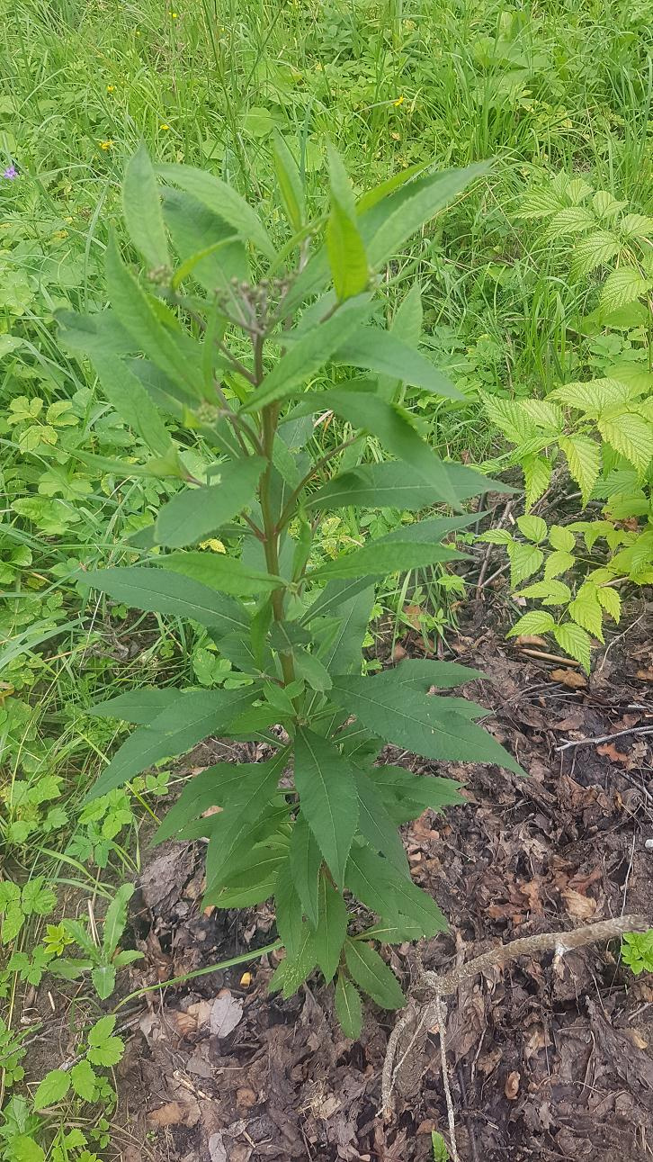 Изображение особи Vernonia arkansana.