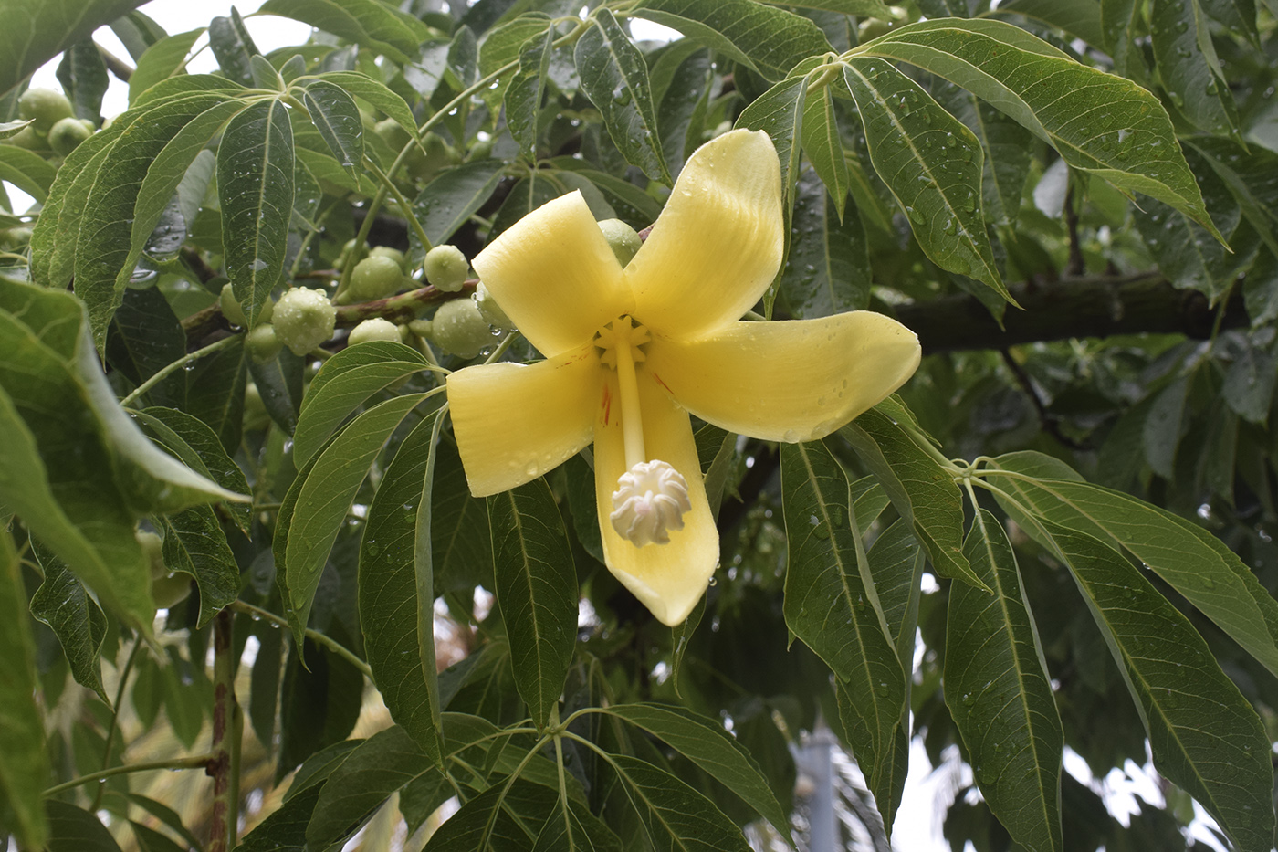 Изображение особи Ceiba chodatii.