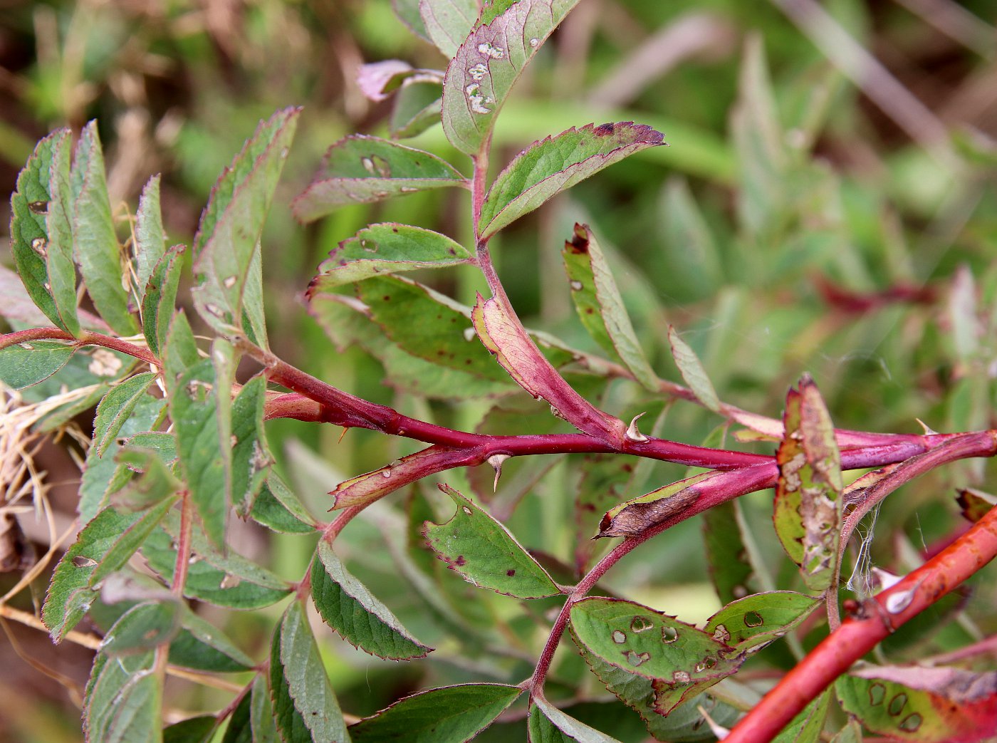 Изображение особи Rosa cinnamomea.