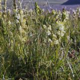 Pedicularis dubia