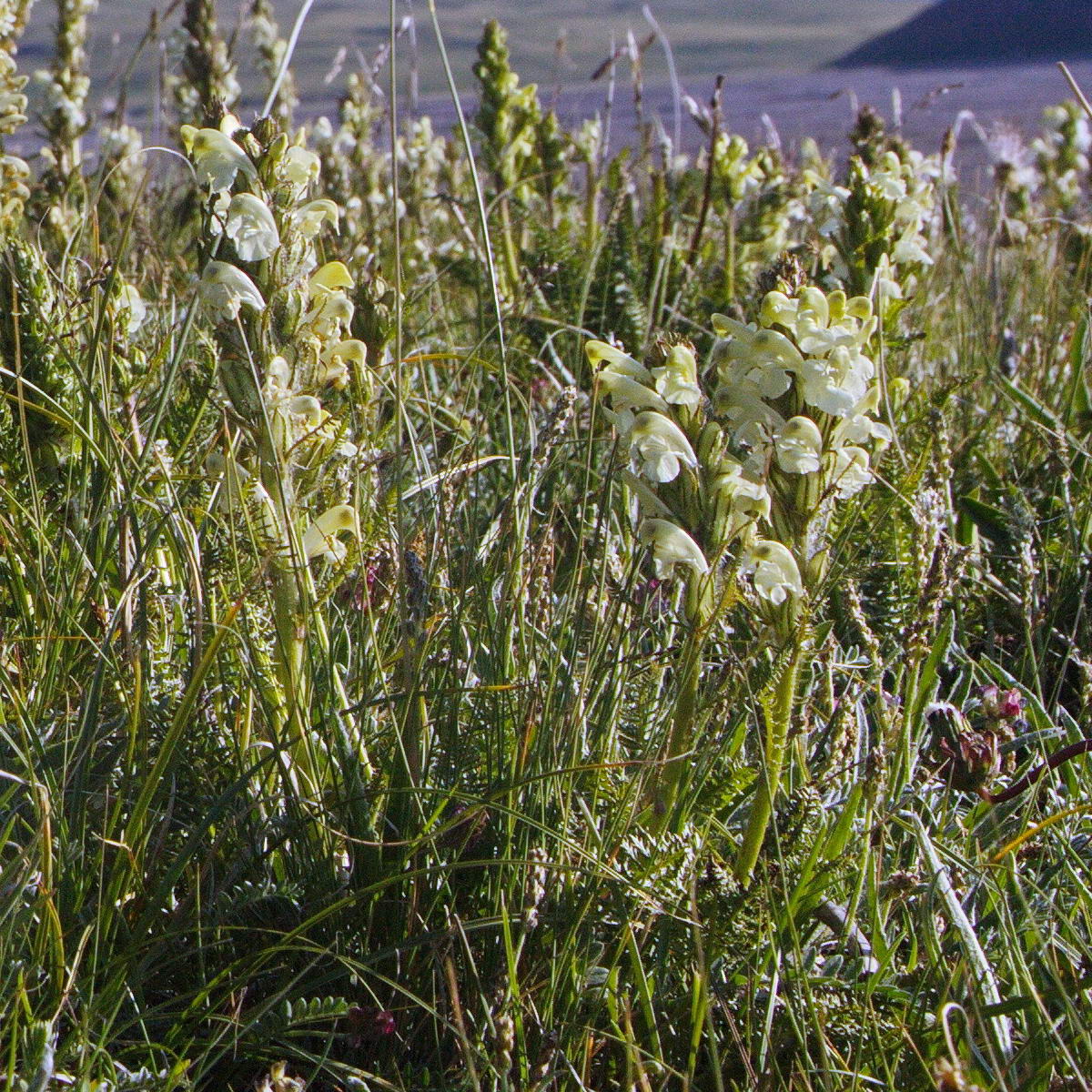 Изображение особи Pedicularis dubia.