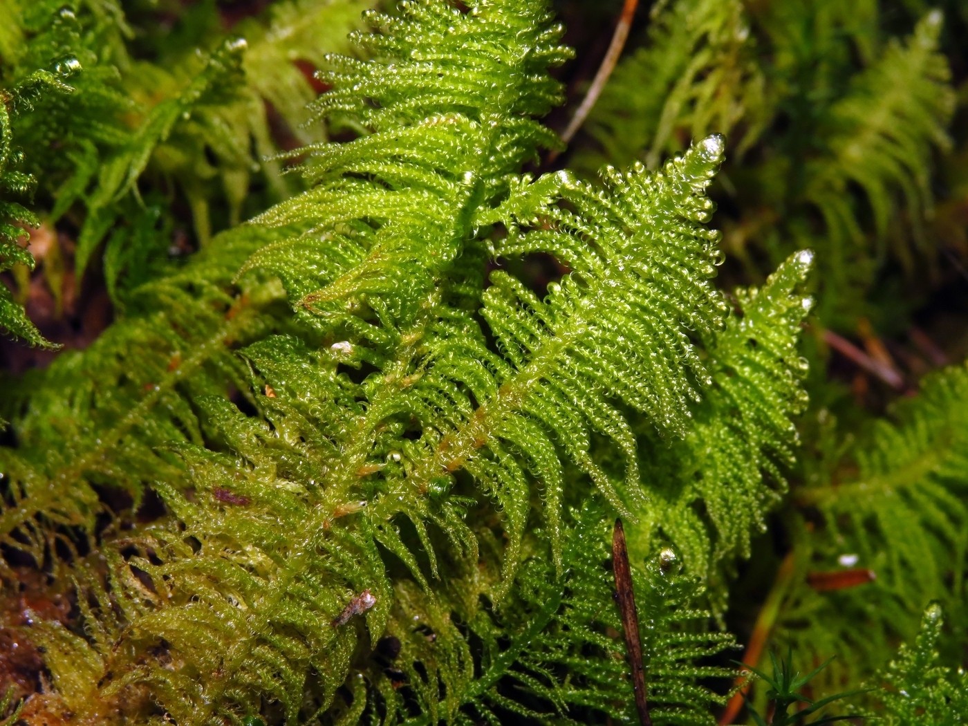 Image of Ptilium crista-castrensis specimen.