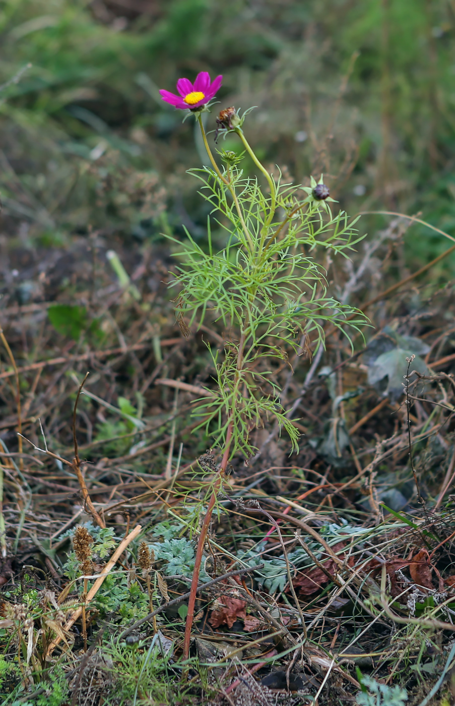 Изображение особи Cosmos bipinnatus.