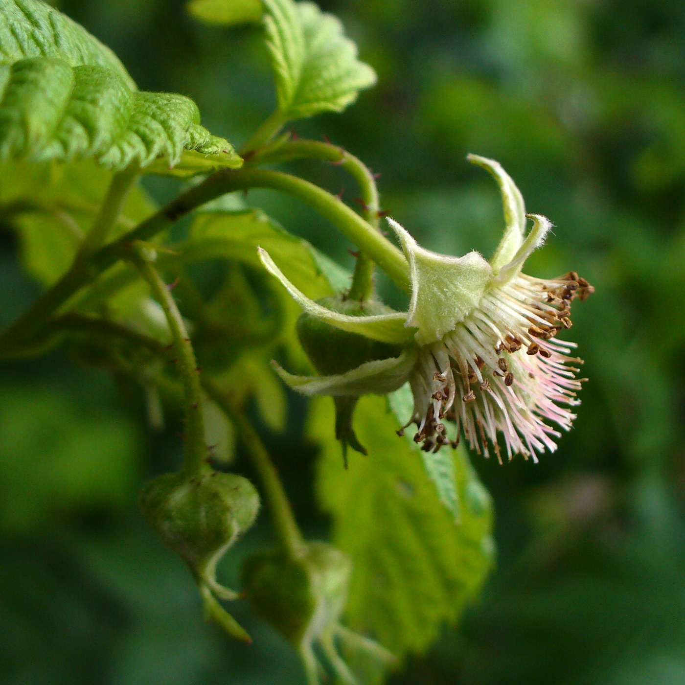 Image of Rubus idaeus specimen.