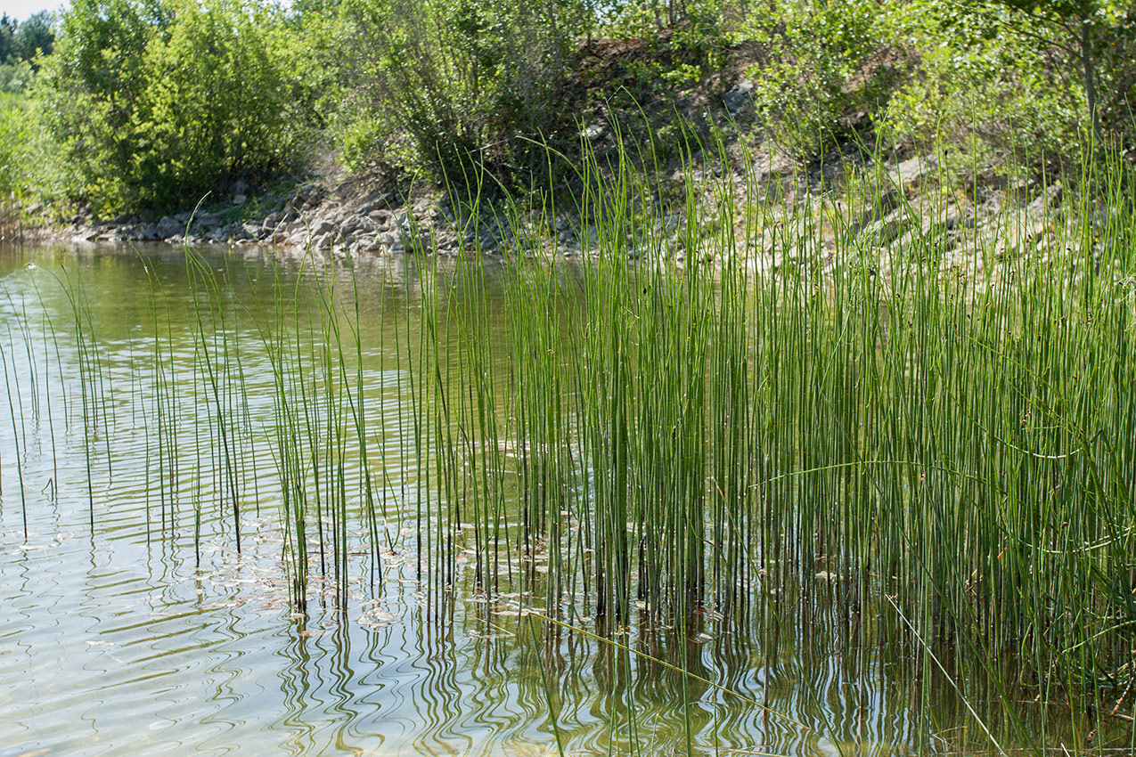 Изображение особи Equisetum fluviatile.