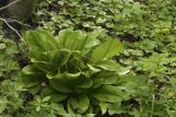 Clintonia udensis