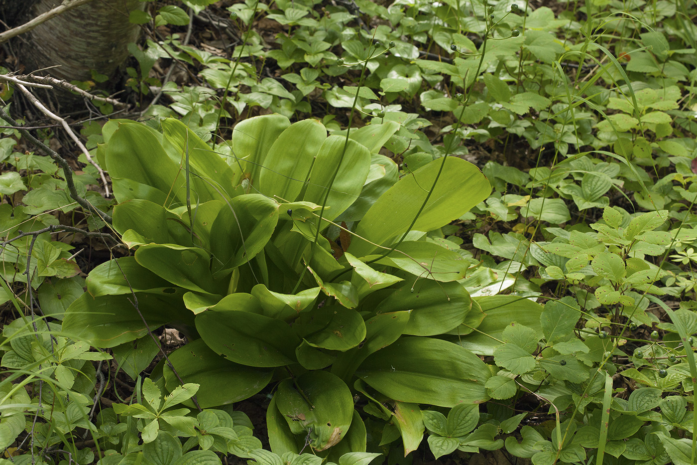 Изображение особи Clintonia udensis.