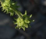 genus Encelia