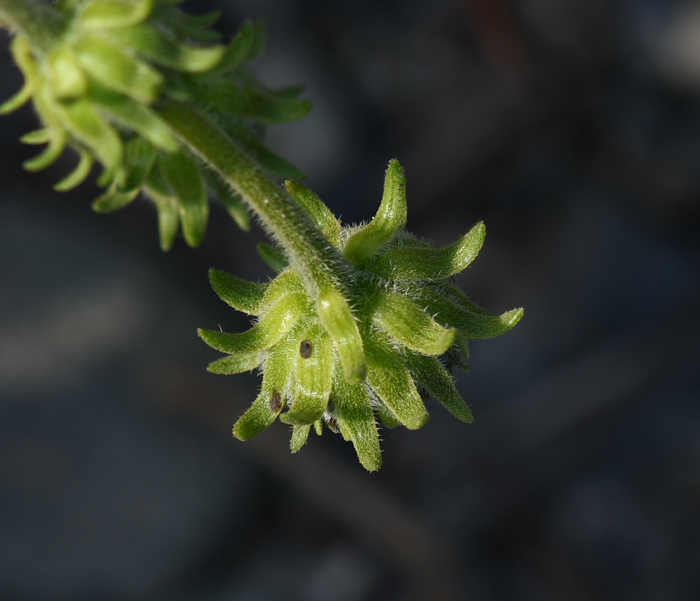 Изображение особи род Encelia.