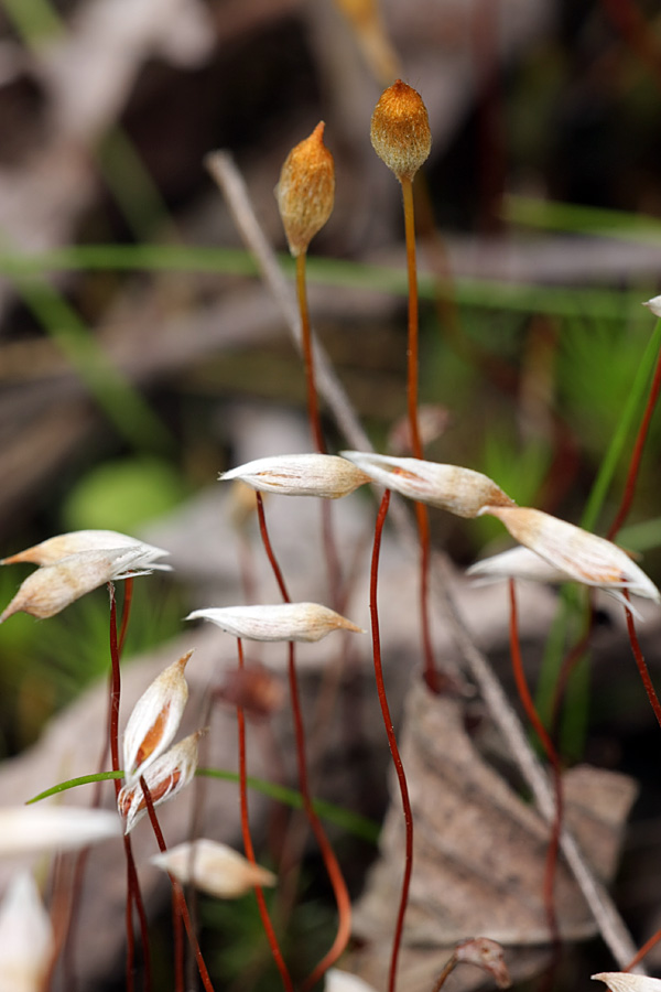 Image of Polytrichum juniperinum specimen.