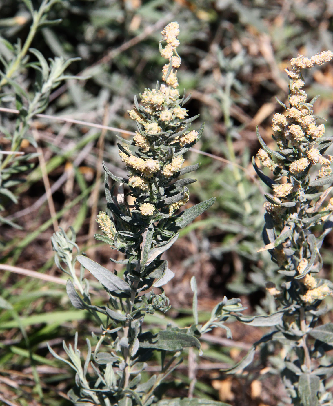 Image of Krascheninnikovia ceratoides specimen.