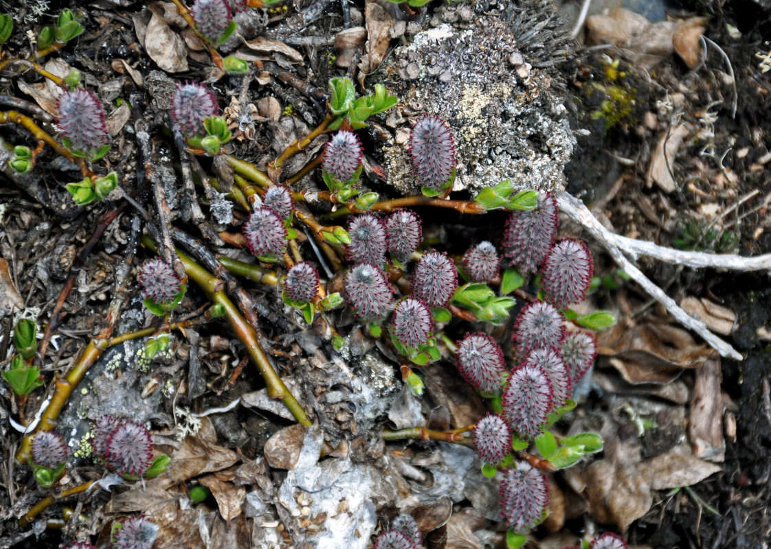 Image of genus Salix specimen.