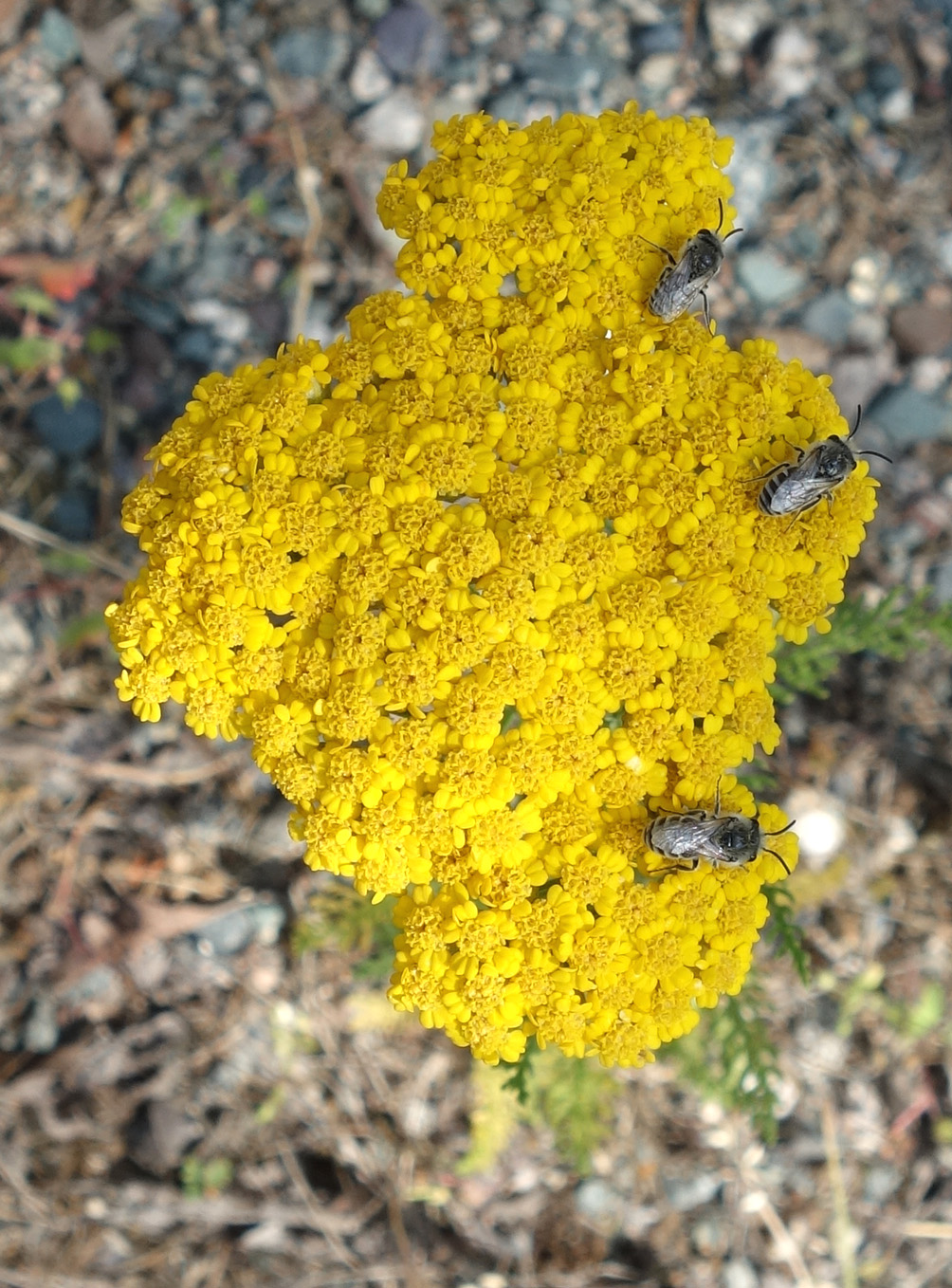 Изображение особи Achillea arabica.