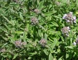 Thymus marschallianus. Верхушки побегов с расцветающими соцветиями. Кыргызстан, Чуйская обл., Аламединское ущелье, окр. с. Кой-Таш, правобережная терраса. 29.05.2019.