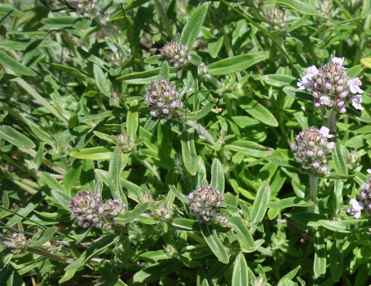 Изображение особи Thymus marschallianus.