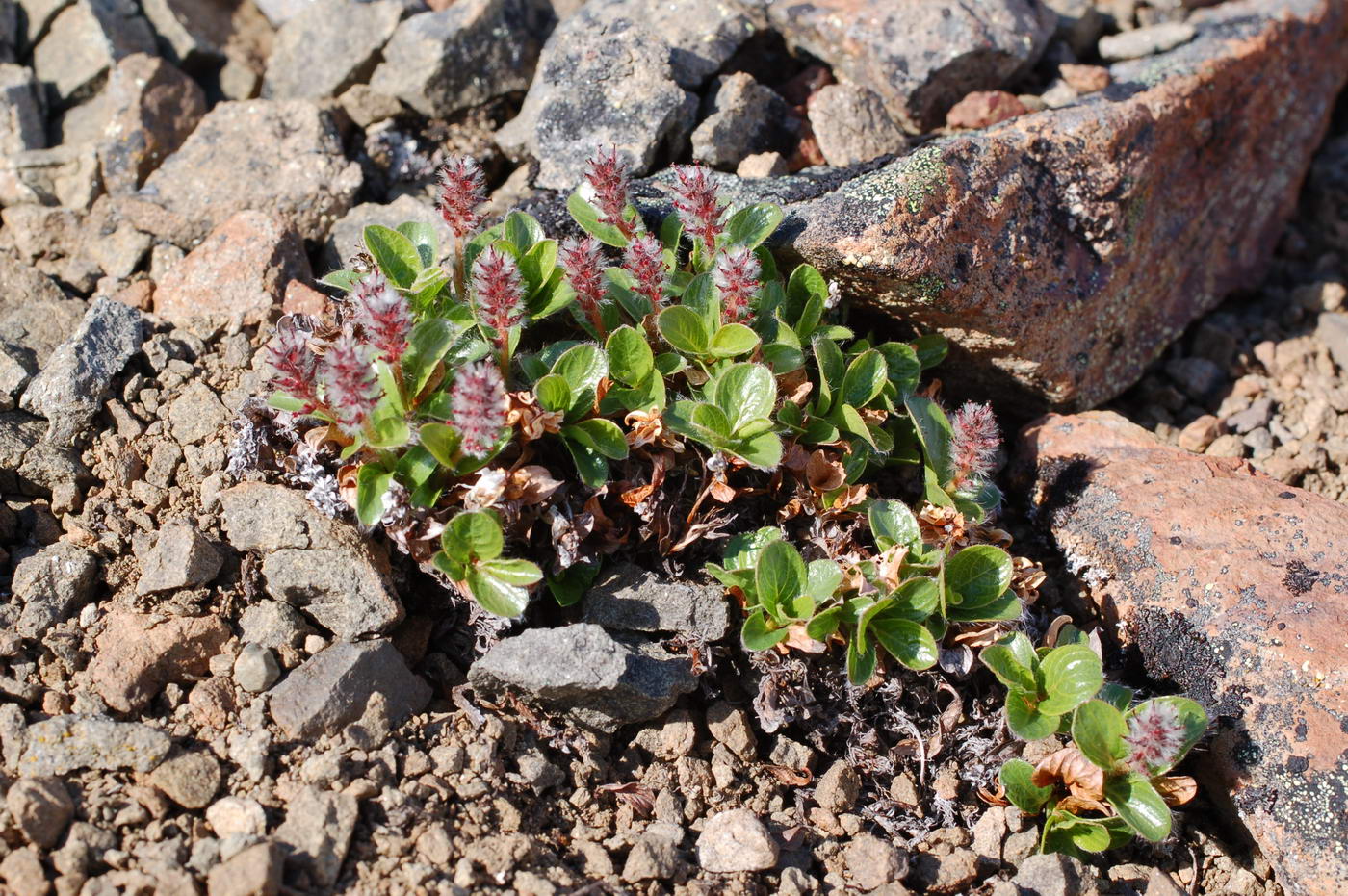 Image of Salix arctica specimen.