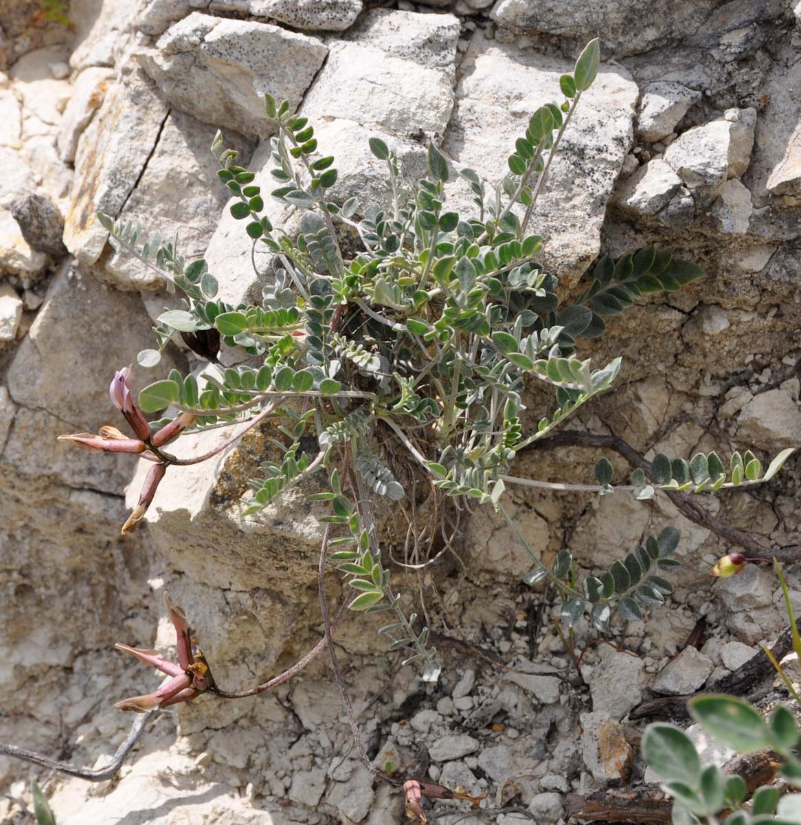 Изображение особи Astragalus cyprius.