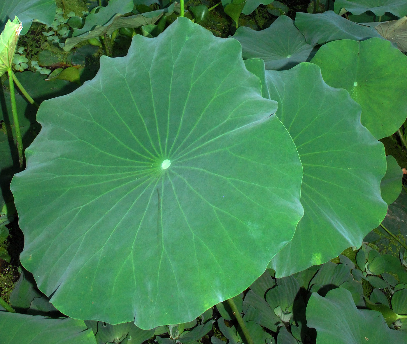 Image of Nelumbo caspica specimen.