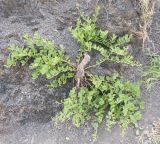 Capparis herbacea