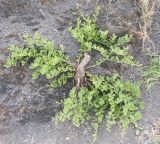 Capparis herbacea. Плодоносящее растение с обнажённым корнем. Южный берег Крыма, окр. с. Морское, гора Чабан-Куле, подошва приморского склона. 24.07.2019.