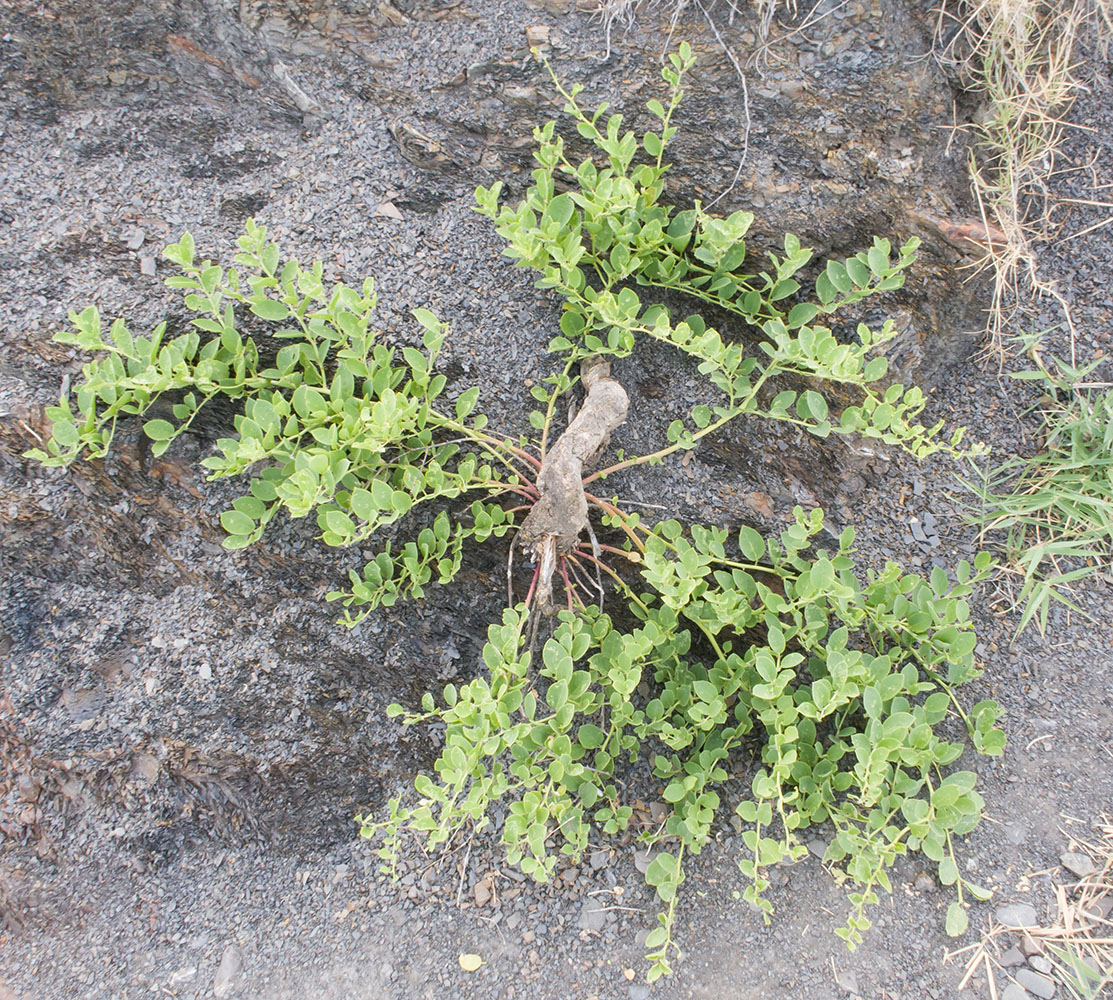 Image of Capparis herbacea specimen.