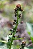 Solenanthus circinnatus. Верхушка цветущего растения. Казахстан, Туркестанская обл., хр. Таласский Алатау, ущелье Кальпесай, ≈ 1400 м н.у.м., под пологом магалебской вишни - Padus mahaleb. 22 апреля 2020 г.