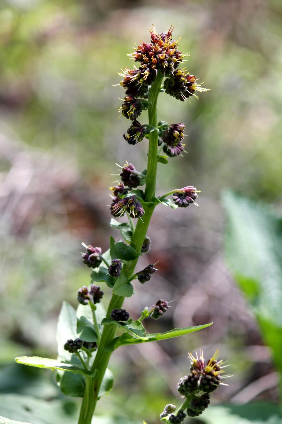 Изображение особи Solenanthus circinnatus.