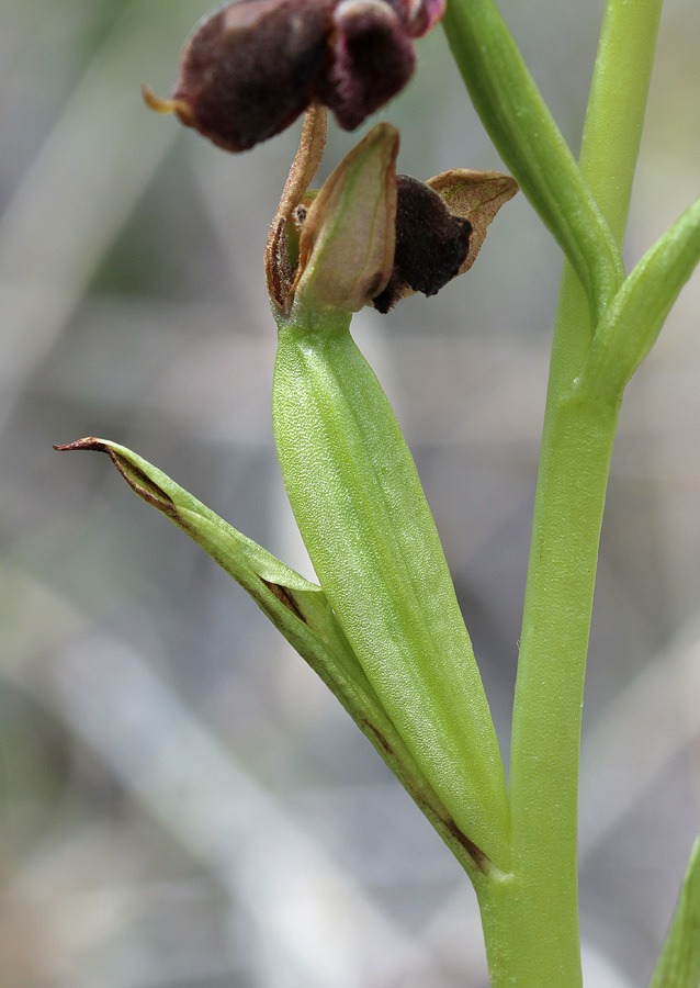 Image of Ophrys &times; aghemanii specimen.