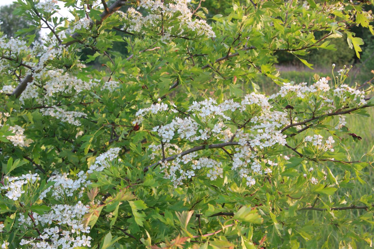 Изображение особи род Crataegus.