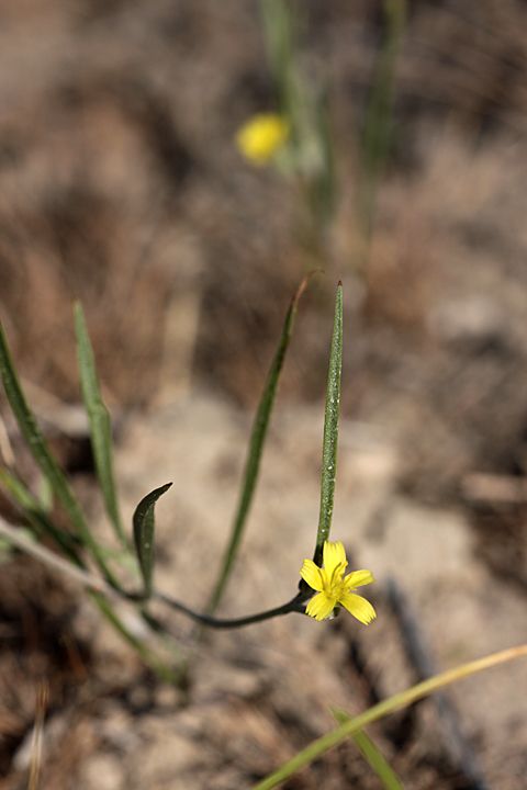 Image of Koelpinia linearis specimen.