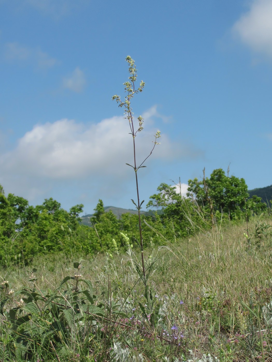 Image of Silene densiflora specimen.