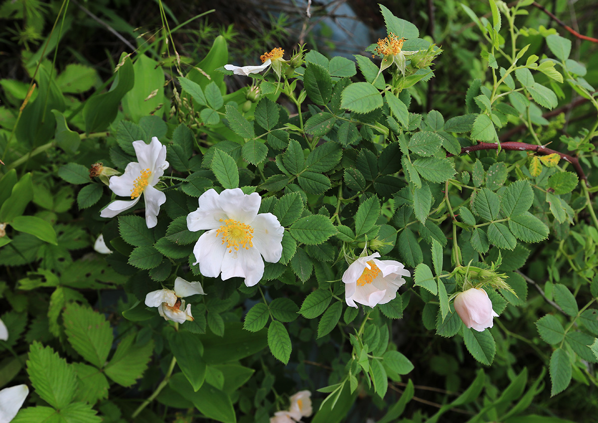 Image of Rosa canina specimen.