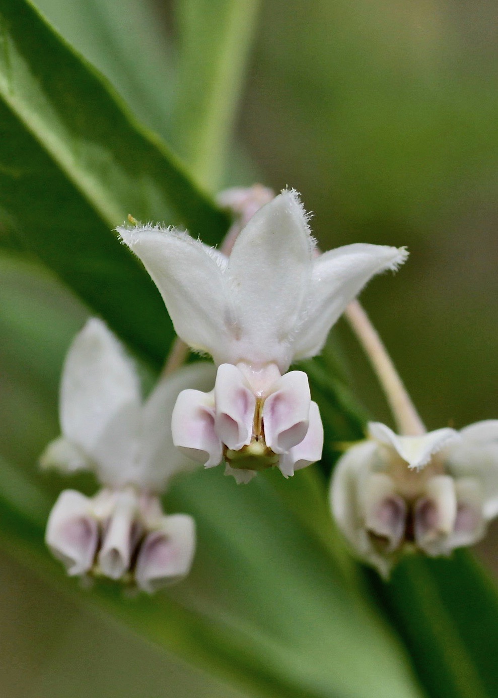 Изображение особи Gomphocarpus physocarpus.