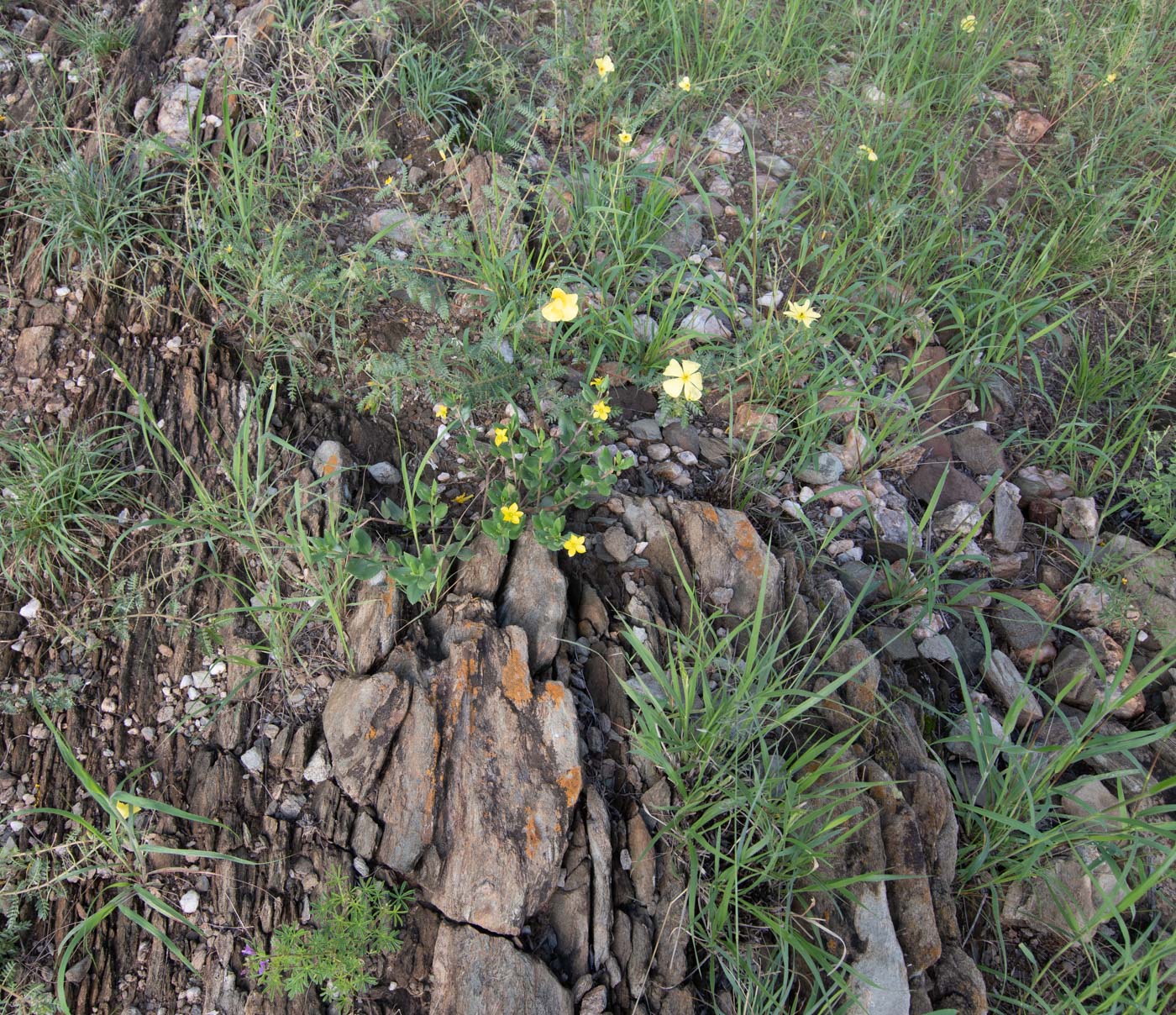 Image of Talinum caffrum specimen.
