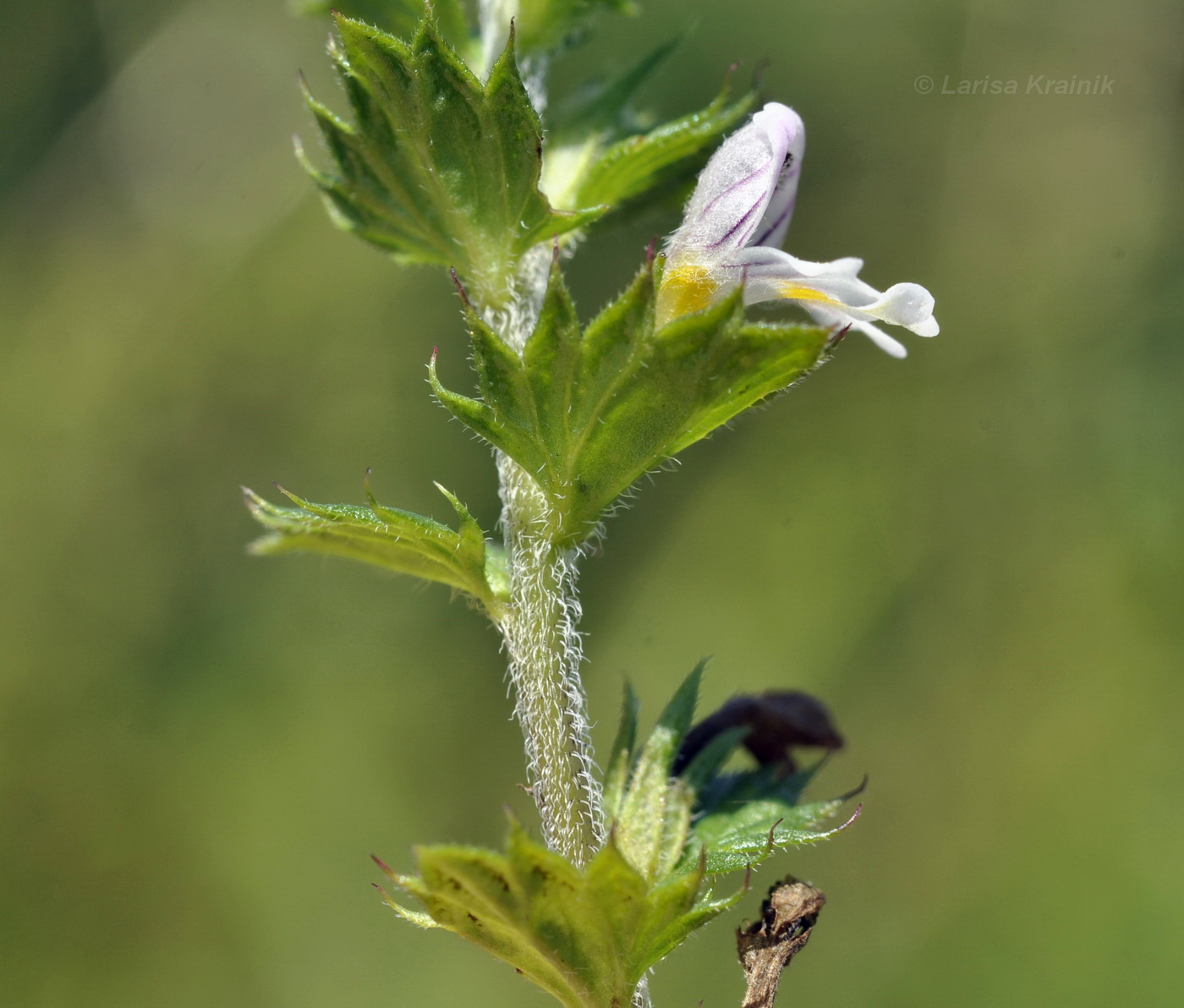 Image of Euphrasia maximowiczii specimen.