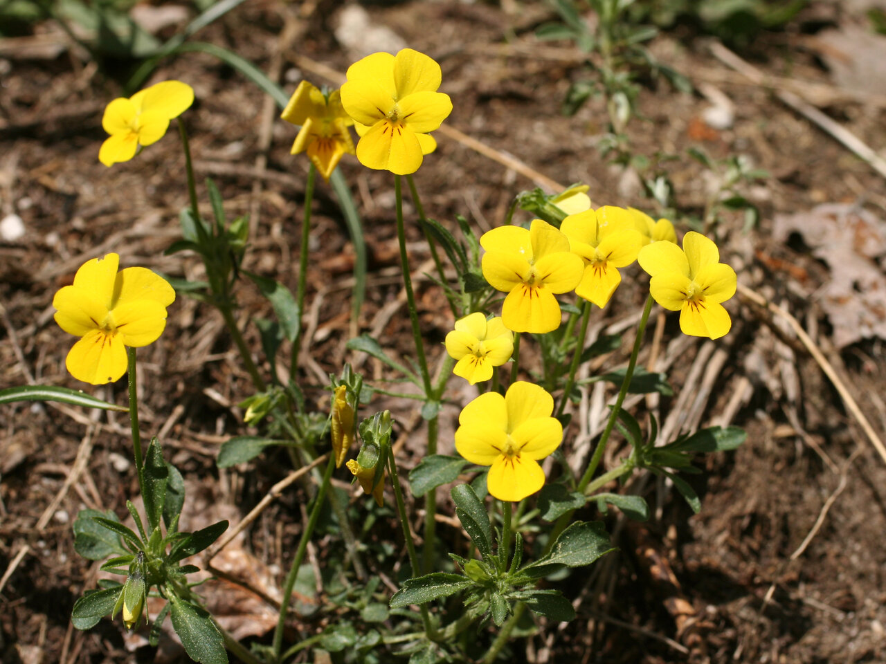 Изображение особи Viola orbelica.