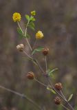 Trifolium aureum