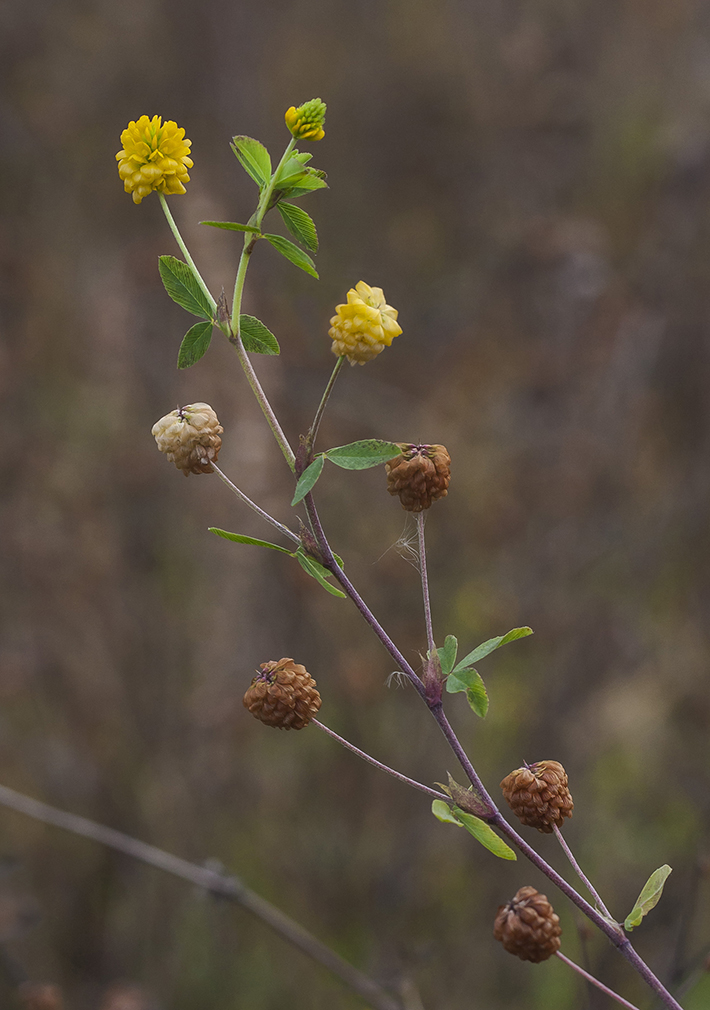 Image of Trifolium aureum specimen.