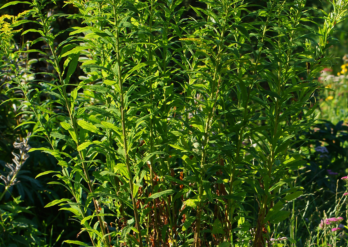 Image of Solidago canadensis specimen.