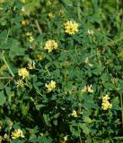 Medicago &times; varia