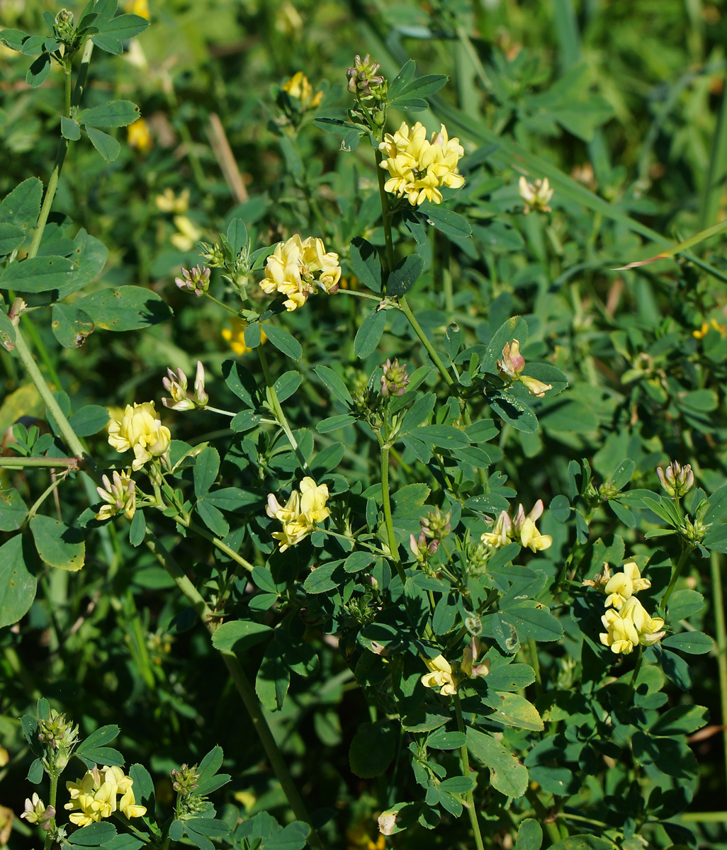 Image of Medicago × varia specimen.