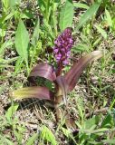 Dactylorhiza incarnata. Цветущее растение. Иркутская обл., Иркутский р-н, р. Иркут, о. Беляева, луг. 13.06.2020.