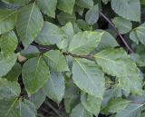 Fagus crenata